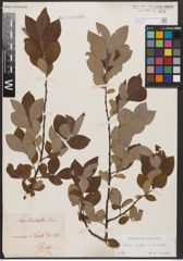 Foto von Salix caprea L. x Salix cinerea L.